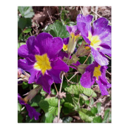 Pôster Flores de jardim roxas