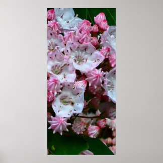 Poster Flores de Laurel, Rosa e Montanha Branca