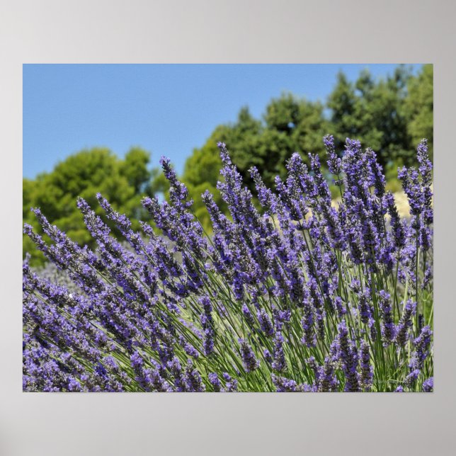 Pôster Flores de lavanda em campo no verão, Provença (Frente)