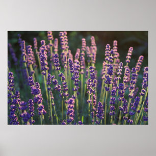 Poster Flores de Lavanda Luminosas Belas