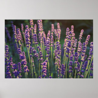 Poster Flores de Lavanda Luminosas Belas