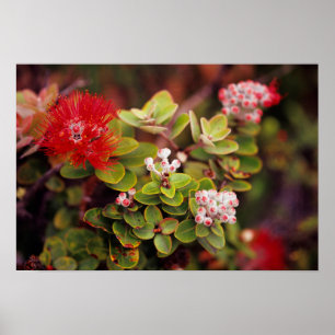 Pôster Flores de Lehua no Parque Nacional dos Vulcões do