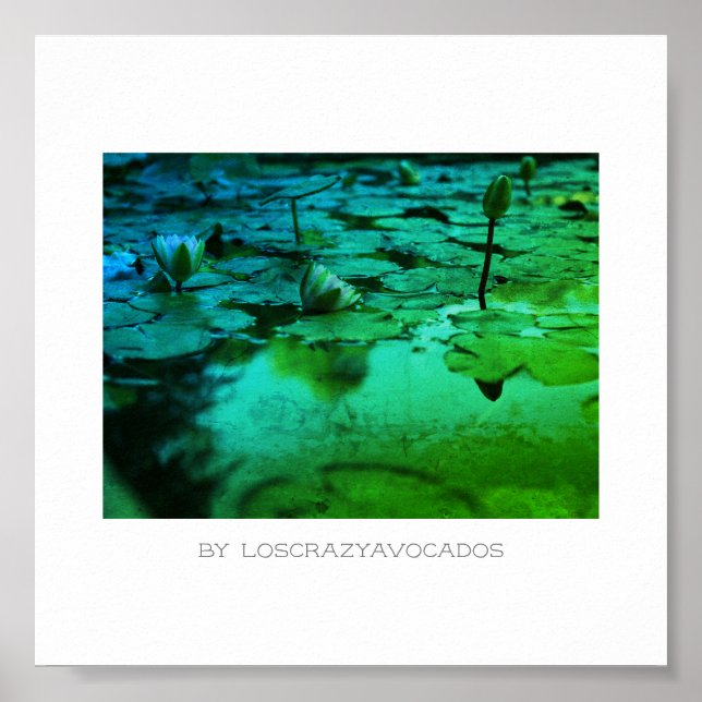 Poster Flores De Lily De Água Rosa Estilizadas Flores De  (Frente)