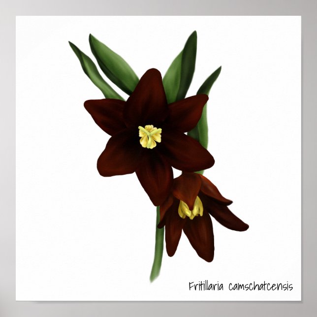 Poster Flores De Lily De Chocolate Ilustradas (Frente)