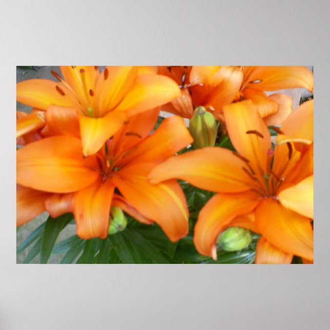 Poster Flores de Lily Laranja (Frente)