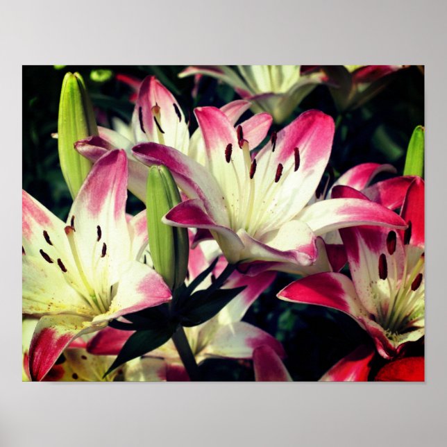 Poster Flores De Lily Vermelhas E Brancas (Frente)