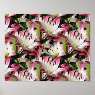 Poster Flores De Lily Vermelhas E Brancas