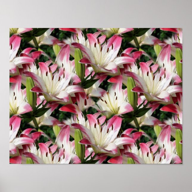 Poster Flores De Lily Vermelhas E Brancas (Frente)