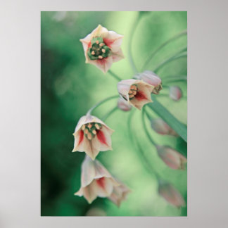 Poster Flores De Linho De Mel Lindas E Legais
