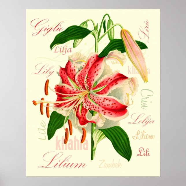 Poster Flores de Lírio (Frente)