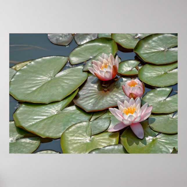 Poster Flores de lótus (Frente)