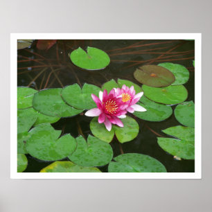 Poster Flores de Lotus