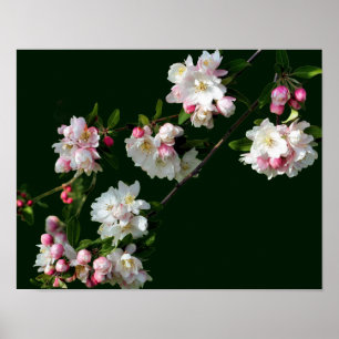 Poster Flores De Maçã Branca E Rosa