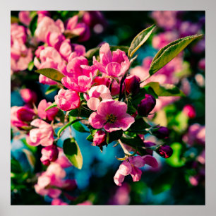 Pôster Flores De Maçã De Caranguejo Rosa