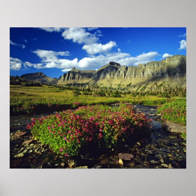 Pôster Flores de macaco em Logan Pass no Glacier National (Frente)