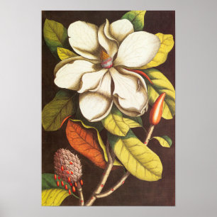 Pôster Flores de Magnólia Antiga Planta Com Sementes