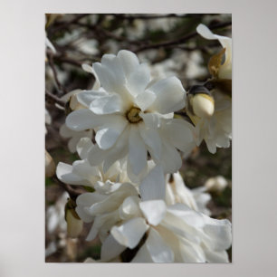 Poster Flores de Magnólia Estrela