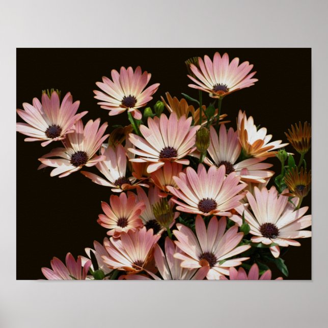 Poster Flores de margarida africanas rosa (Frente)