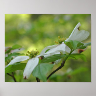 Poster Flores de Mata Selvagem Branca