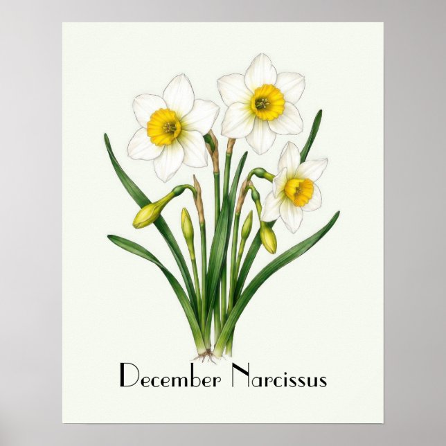Poster Flores de Narciso de Dezembro (Frente)