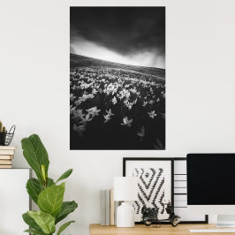 Poster Flores de narciso na montanha Golica, Eslovênia