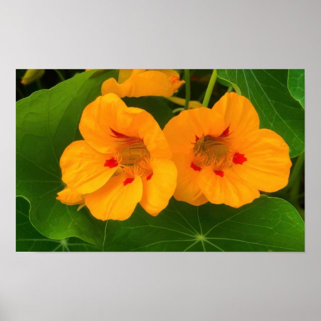 Poster Flores de Nasturtium (Frente)