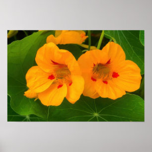 Poster Flores de Nasturtium