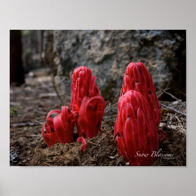 Pôster Flores de Neve (Frente)