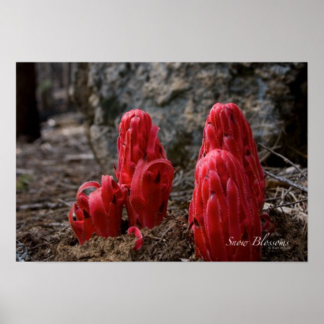 Pôster Flores de Neve (Frente)
