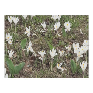 Pôster Flores de Neve da Primavera Desabrocham em Edição