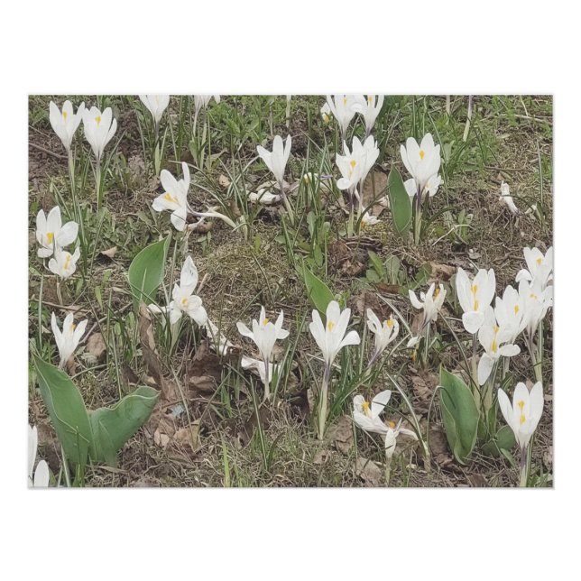 Pôster Flores de Neve da Primavera Desabrocham em Edição  (Frente)