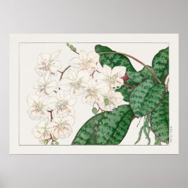 Poster Flores De Orquídeas, Phalaenopsis, Tanigami Konan