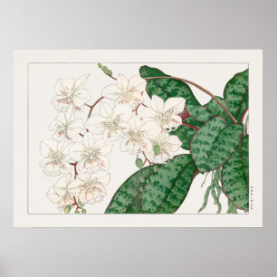 Poster Flores De Orquídeas, Phalaenopsis, Tanigami Konan