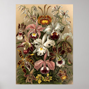 Poster Flores de Orquídeas Vintage de Ernst Haeckel
