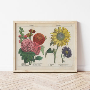 Poster Flores de outono   Charlotte Mary Yonge