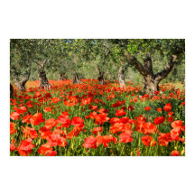 Flores de papoula vermelhas sob velhas oliveiras