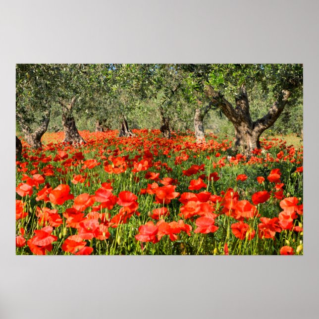 Poster Flores de papoula vermelhas sob velhas oliveiras (Frente)