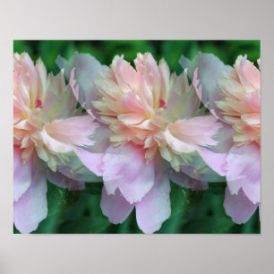 Pôster Flores de Pênia Rosa Multiplicadas