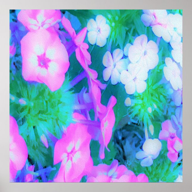 Poster Flores de Phlox do Jardim Cor-de-Rosa, Verde, Azul (Frente)