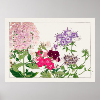 Poster Flores de Phlox, rosa e roxa, de Tanigami Konan,