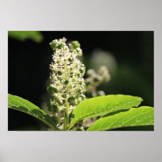 Poster Flores de Plantas Brancas