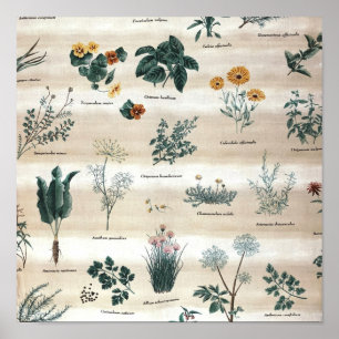 Poster Flores de Plantas de Plantas