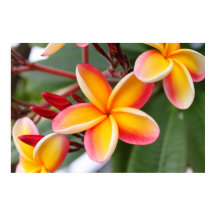 Flores de Plumeria Vermelhas e Amarelas 3