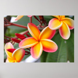 Pôster Flores de Plumeria Vermelhas e Amarelas 3