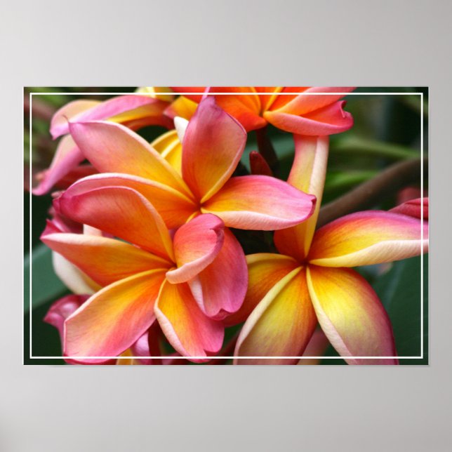 Poster Flores de poster-Plumeria (Frente)