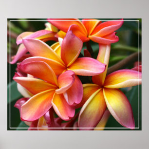Poster Flores de poster-Plumeria