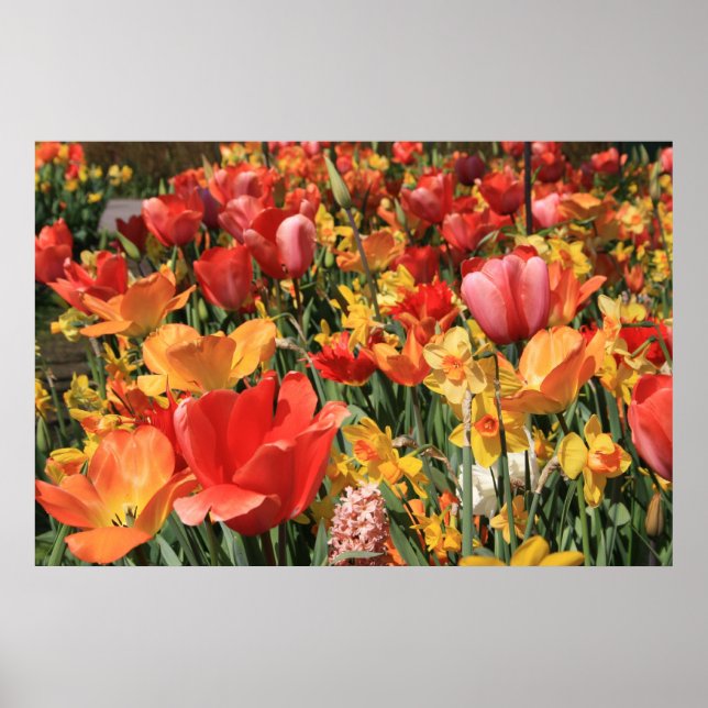 Poster Flores de primavera (Frente)