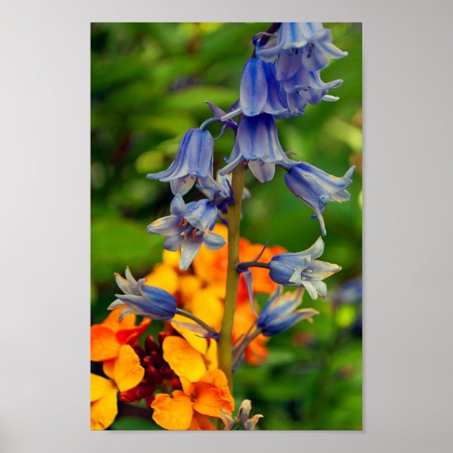 Poster Flores de primavera Bluebell Hyacinthoides (Frente)