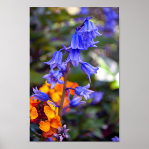 Poster Flores de primavera Bluebell Hyacinthoides