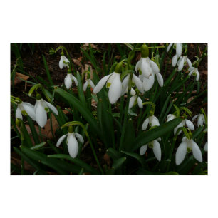 Pôster Flores de primavera Brancas I (Galanthus)